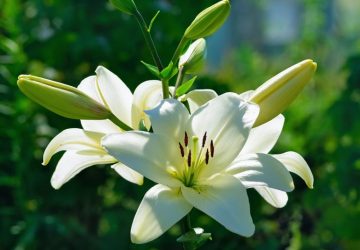 Giglio Bianco o Lilium Bianco