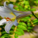 giglio bianco fiore