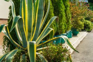 Agave Americana