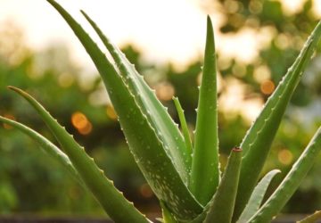 aloe vera