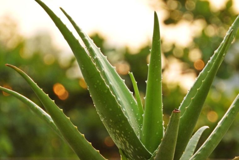 aloe vera