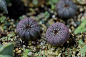 Astrophytum