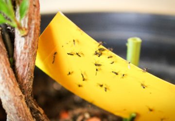 Come eliminare i moscerini in casa