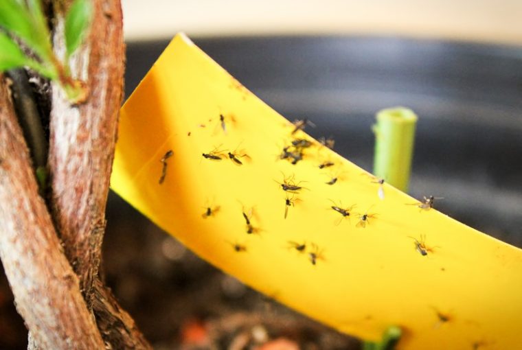 Come eliminare i moscerini in casa