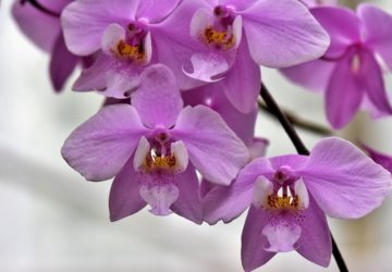 Orchidea