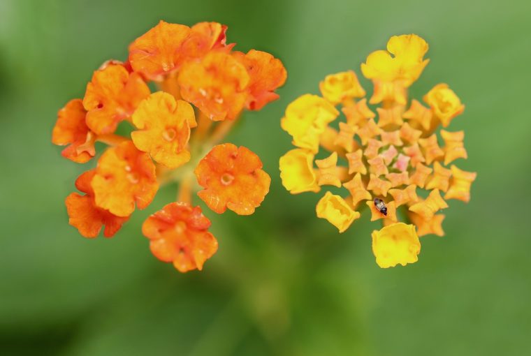 Pianta di Lantana