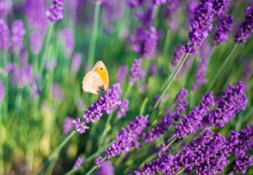 lavanda