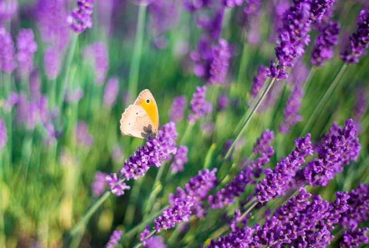 lavanda