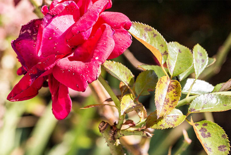 ticchiolatura rosa