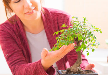 come curare un bonsai