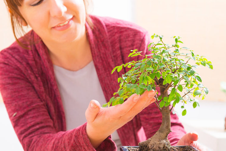 come curare un bonsai