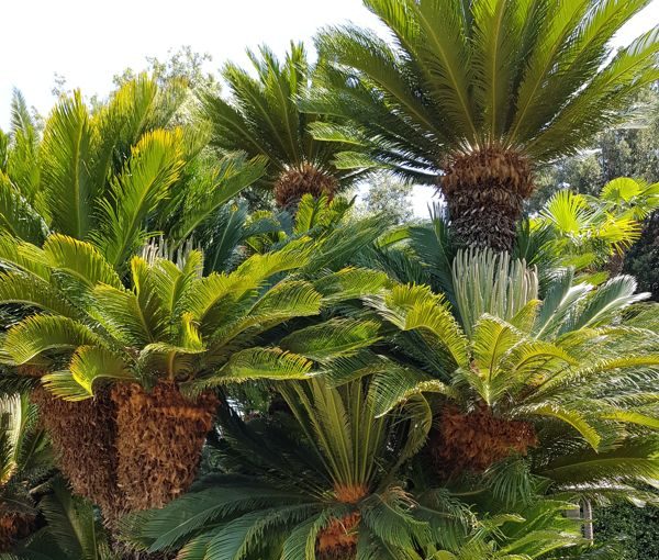 piante di cycas