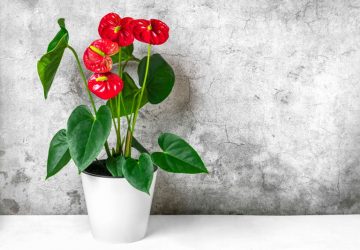 Anthurium