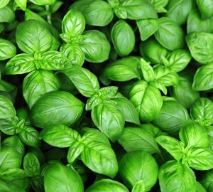 basilico