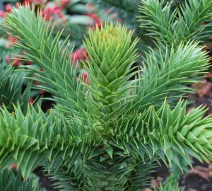 Araucaria