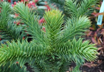 Araucaria