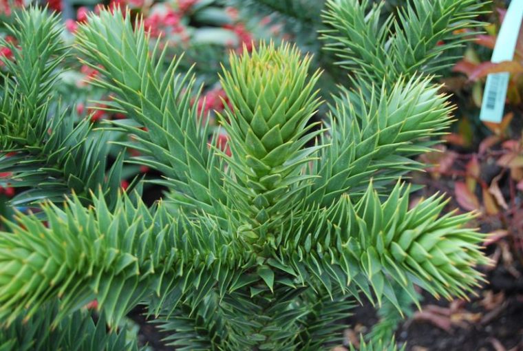 Araucaria