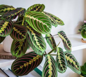 Maranta Leuconeura