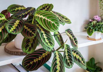 Maranta Leuconeura