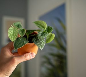 Scindapsus Pictus