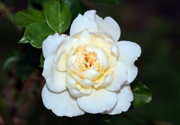 camelia bianca