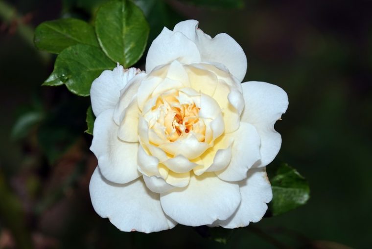 camelia bianca