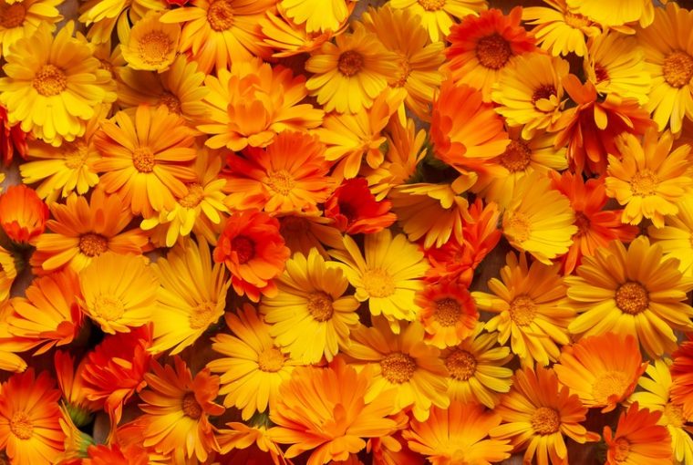 fiori di Calendula