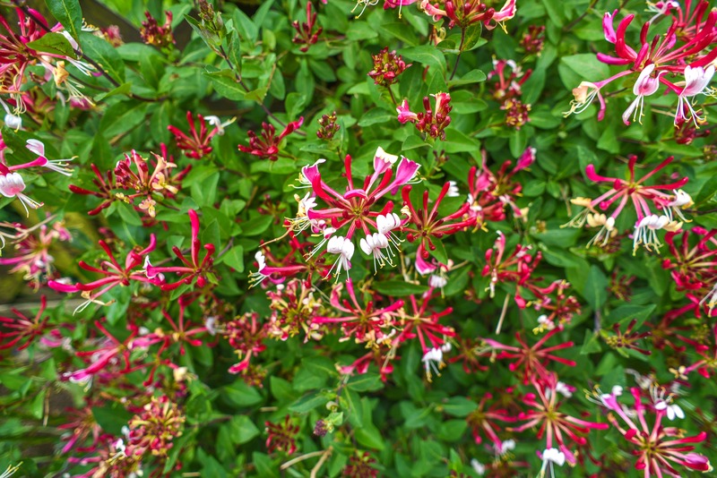 caprifoglio rampicante