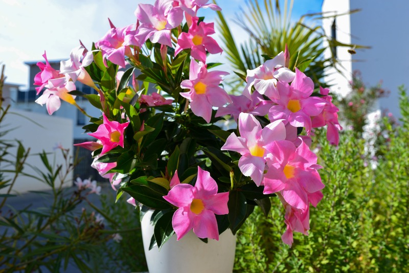 Dipladenia vaso