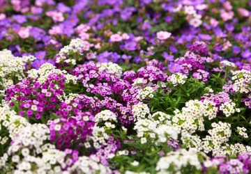 Lobularia maritima di vari colori