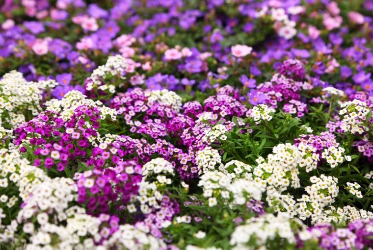 Lobularia maritima di vari colori