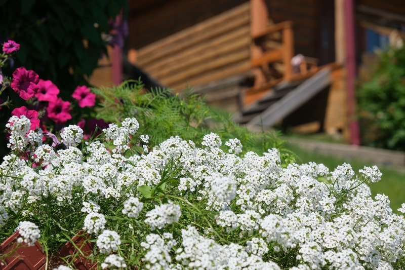 Lobularia maritima giardino