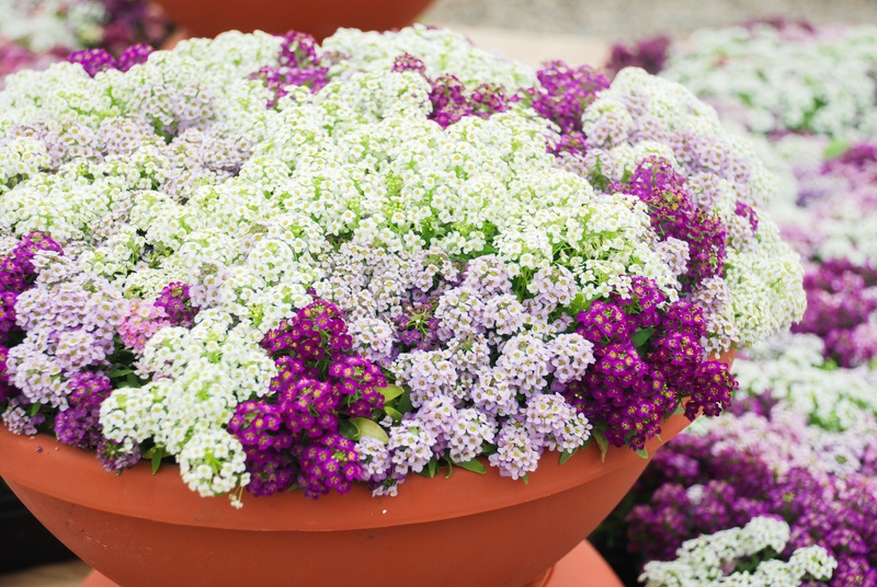Lobularia maritima in vaso