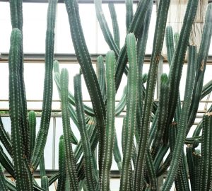 Euphorbia triangularis