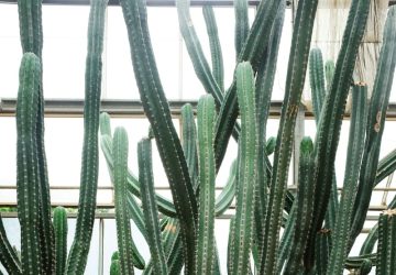 Euphorbia triangularis