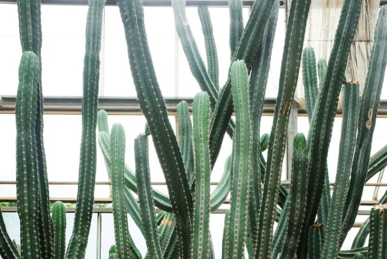 Euphorbia triangularis