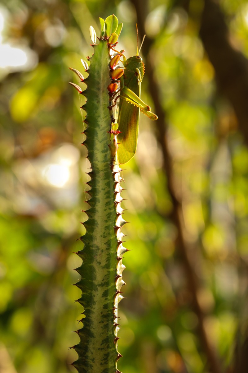Euphorbia triangularis con cavalletta