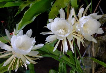 Epiphyllum oxypetalum