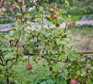 Piante da frutto nane