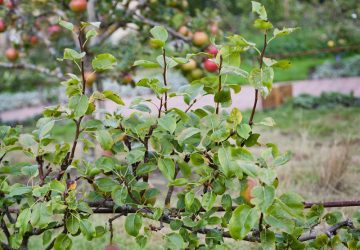 Piante da frutto nane