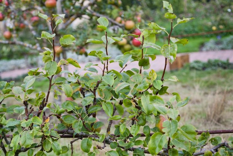 Piante da frutto nane