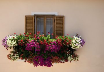 Fioriture di agosto