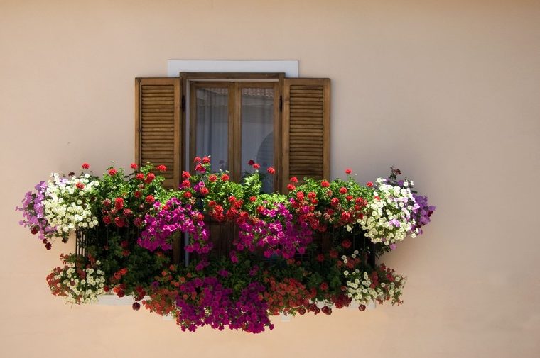Fioriture di agosto