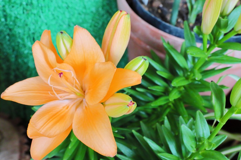 lilium