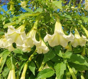 Brugmansia suaveolens