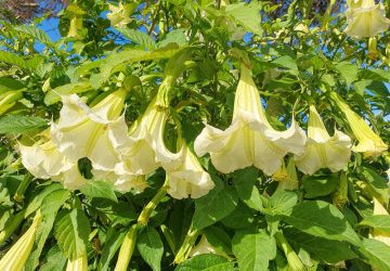 Brugmansia suaveolens