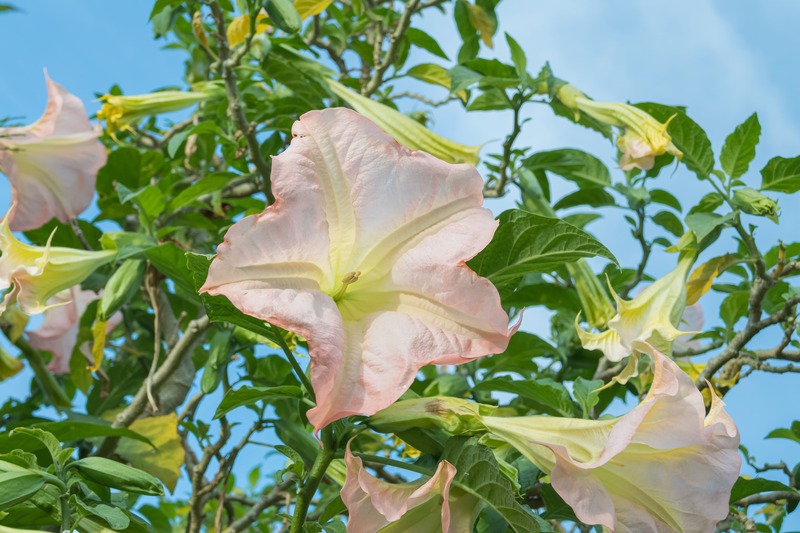 Brugmansia suaveolens fiori e foglie