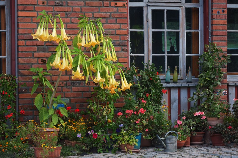 Brugmansia suaveolens in vaso