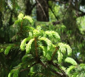 alberi adatti all'inverno, abete rosso
