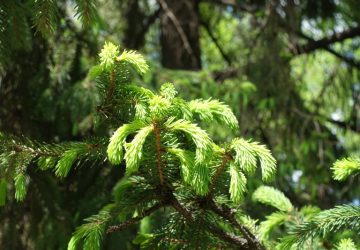 alberi adatti all'inverno, abete rosso